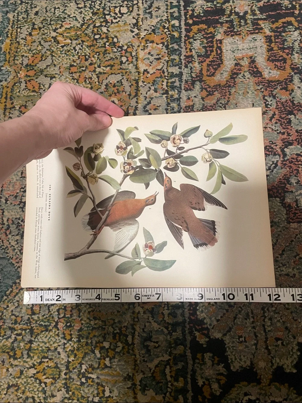 Vintage Dove Wall Art Print in Cream and Brown